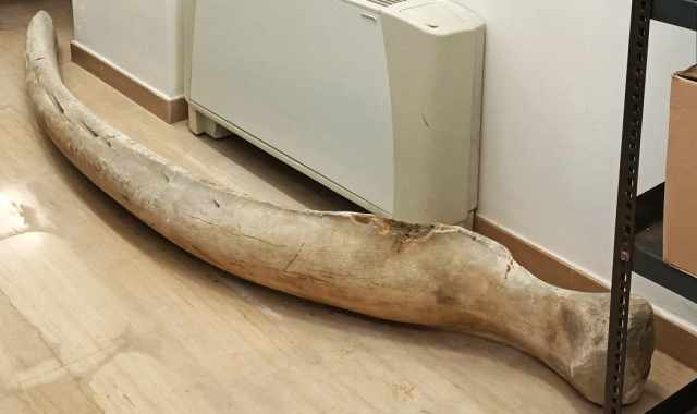 Bari, nella biblioteca nicolaiana giace un'antica costola di balena: la storia del particolare "dono"